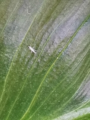 Coniopterygidae