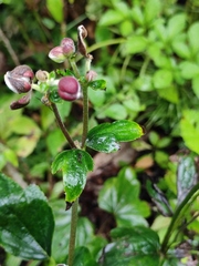 Eriocapitella hupehensis