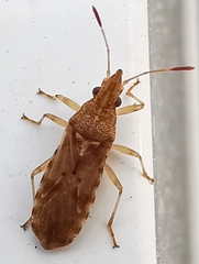 Belonochilus numenius