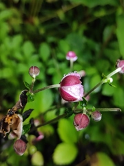 Eriocapitella hupehensis