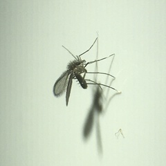 Phlebotominae