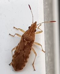 Belonochilus numenius