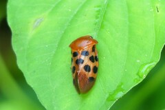 Cosmoscarta septempunctata