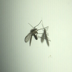 Phlebotominae