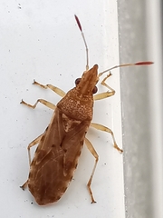 Belonochilus numenius