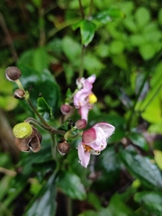 Eriocapitella hupehensis