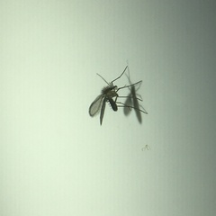 Phlebotominae
