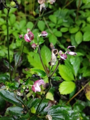 Eriocapitella hupehensis