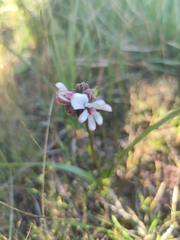 Burchardia umbellata