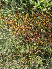 Pultenaea pedunculata