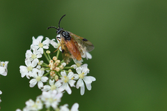 Arge cyanocrocea