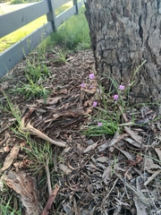 Arthropodium strictum