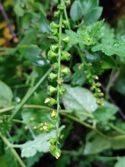 Agrimonia pilosa