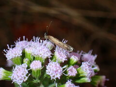 Elasmopalpus lignosella