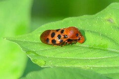 Cosmoscarta septempunctata