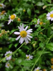 Aster indicus