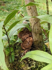 Bothriechis schlegelii