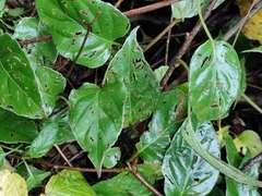 Paederia foetida
