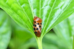 Cosmoscarta septempunctata