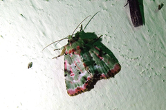 Chytonix splendens
