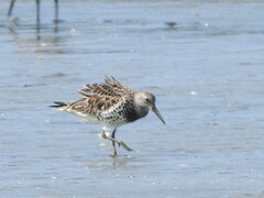 Calidris tenuirostris