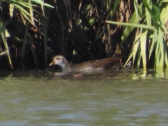 Gallinula chloropus