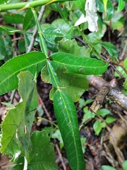 Zanthoxylum armatum