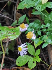 Aster indicus
