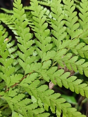 Microlepia pseudostrigosa