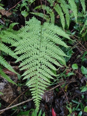 Microlepia pseudostrigosa