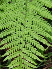 Microlepia pseudostrigosa