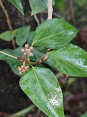 Hedera nepalensis