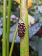 Mahanarva costaricensis