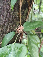 Hedera nepalensis