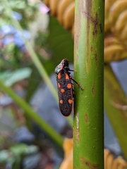 Mahanarva costaricensis