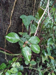 Hedera nepalensis