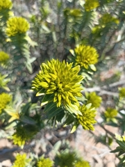 Pteronia fasciculata