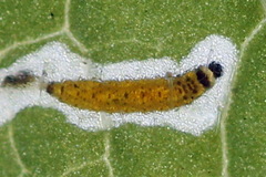 Phyllotreta