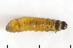 Phyllotreta