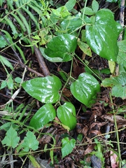 Smilax riparia