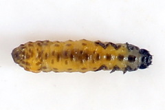 Phyllotreta