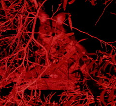 Trichosurus vulpecula hypoleucus