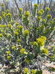 Pteronia fasciculata