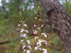 Stylidium armeria