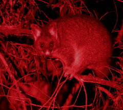 Trichosurus vulpecula hypoleucus