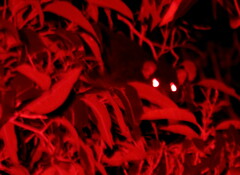 Pseudocheirus occidentalis