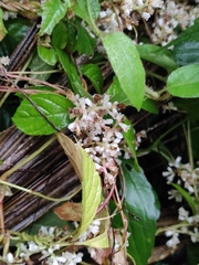 Cuscuta japonica