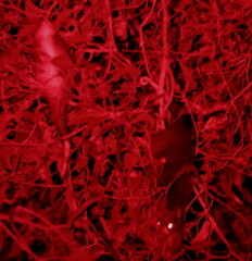 Pseudocheirus occidentalis