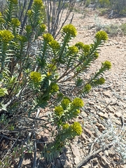 Pteronia fasciculata