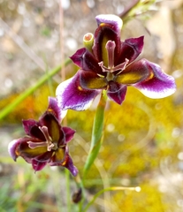 Moraea lurida